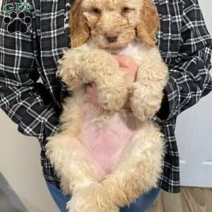 Goody Adams, Standard Poodle Mix Puppy